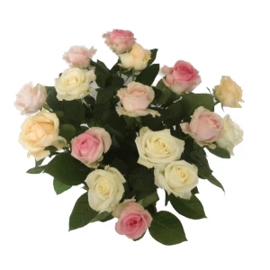Avalanche rozen mix pastel