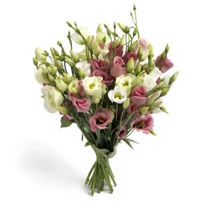 Enige Eustoma's
