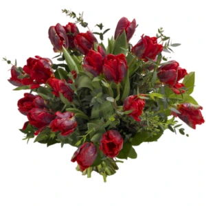 Rococo Tulpen